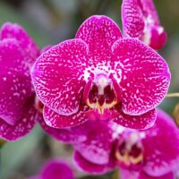 Cultivo de orquídeas: um guia completo