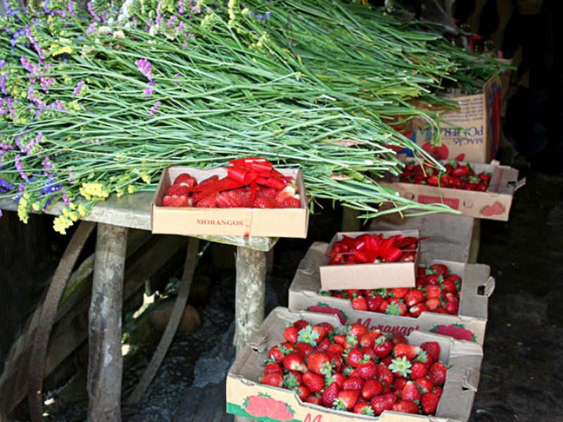 Flores e Morangos: delícias do interior catarinense