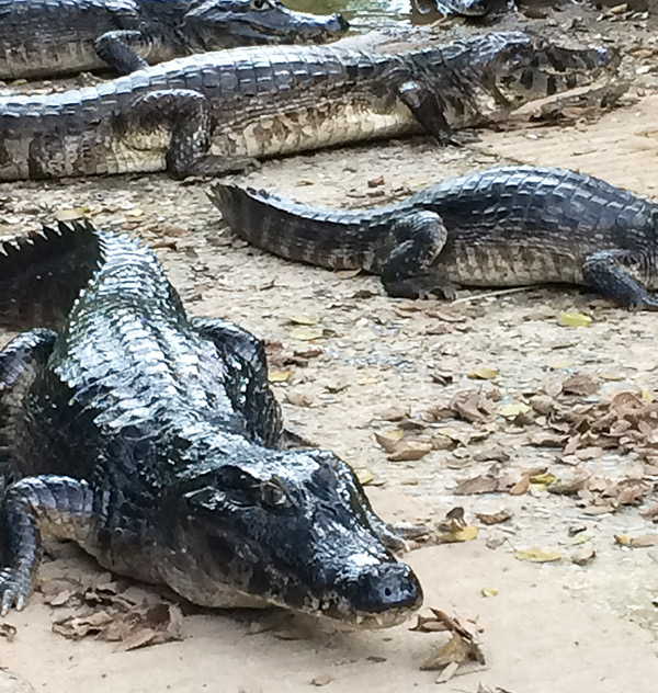 Pantanal: uma imersão na natureza, Coisas da Léia