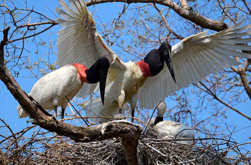 Pantanal: uma imersão na natureza, Coisas da Léia