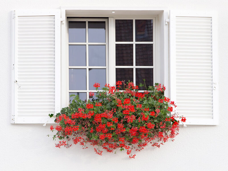 “Que teu olhar, flor na janela me faz…”