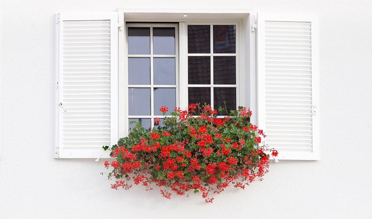 Que teu olhar, flor na janela me faz...