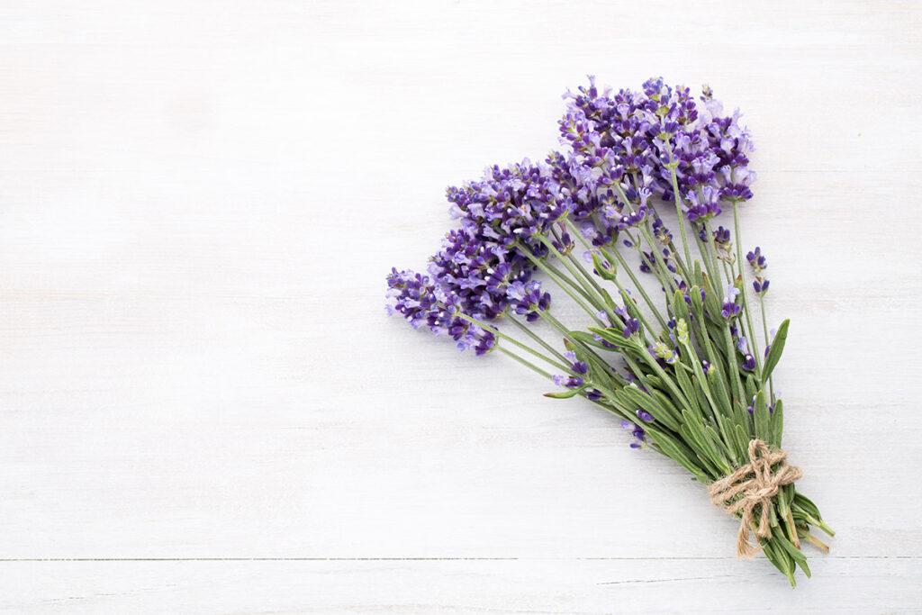 A energia da lavanda, Coisas da Léia