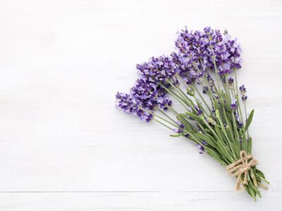 A energia da lavanda