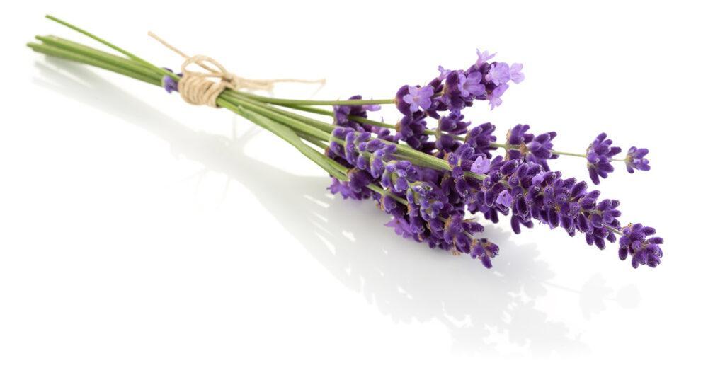 Os poderes do óleo essencial de lavanda, Coisas da Léia