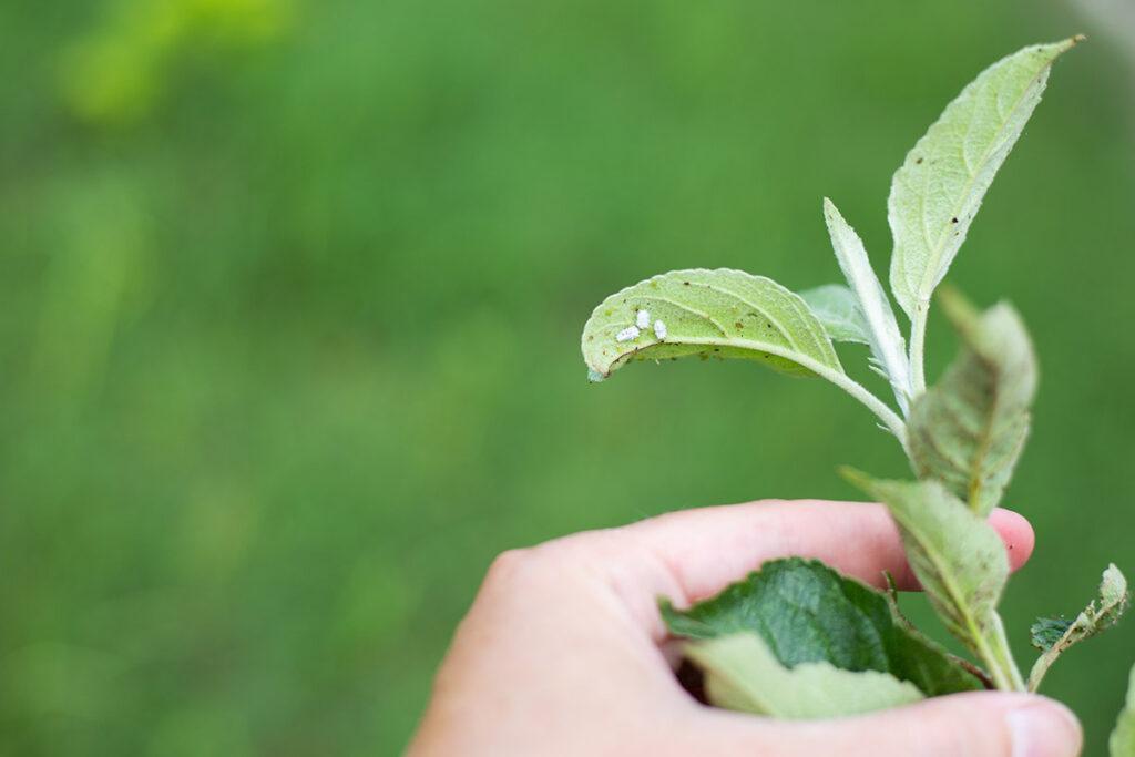 Como acabar com o pulgão e a cochonilha na planta, Coisas da Léia