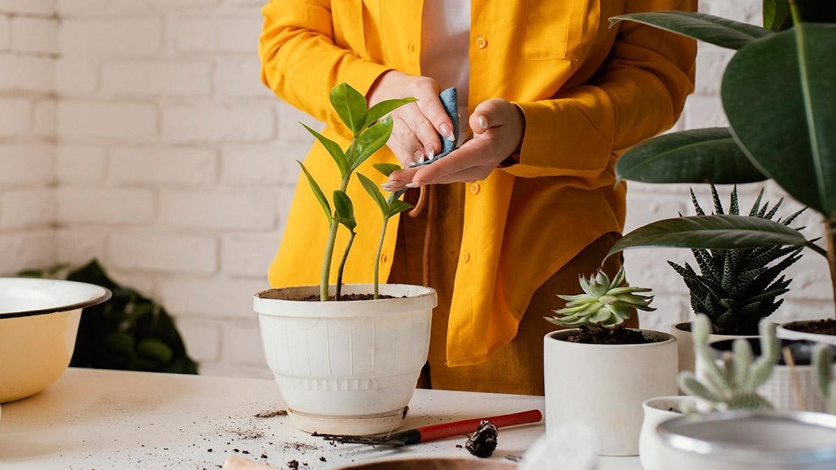 Como acabar com o pulgão e a cochonilha na planta