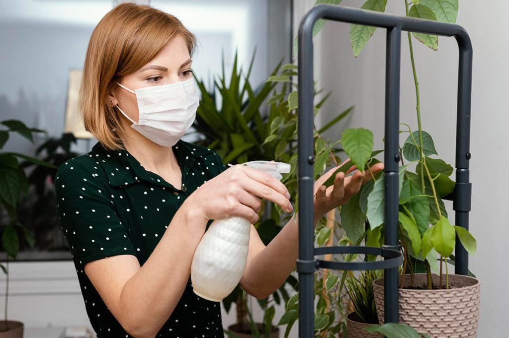 Como acabar com o pulgão e a cochonilha na planta, Coisas da Léia