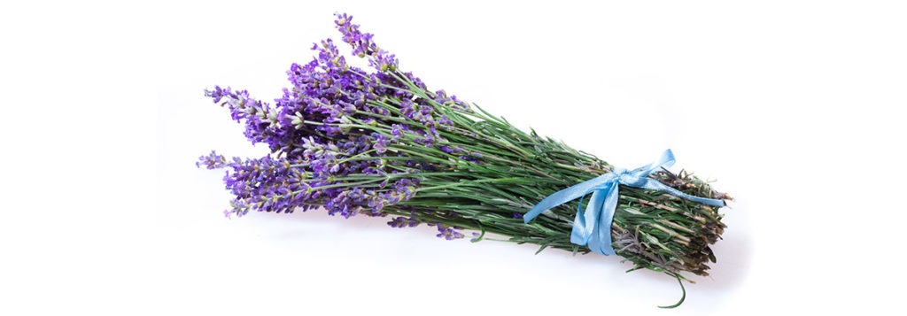 lavanda