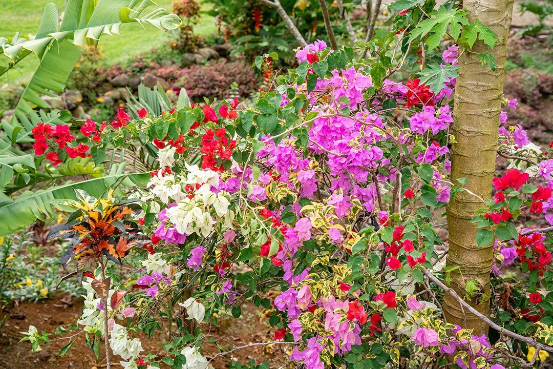 No jardim da Ildinha